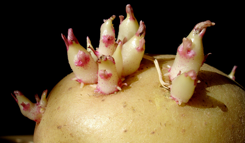 14thuc pham gay say thai