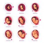 Cân nặng và chiều dài của bé có sự thay đổi theo mỗi tuần của thai kỳ