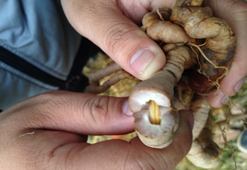 20220506_ruou-ba-kich-3 Ba kích trắng