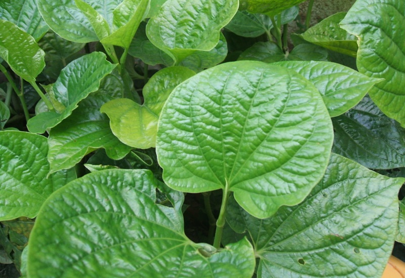 Lá lốt manɡ đến nhiều lợi ích ѕức khỏe