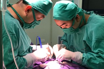 29959157256348119732301266393502520091483454n-2346 Phẫu thuật điều trị thoát vị bẹn nghẹt cho bệnh nhi. Ảnh: BV.