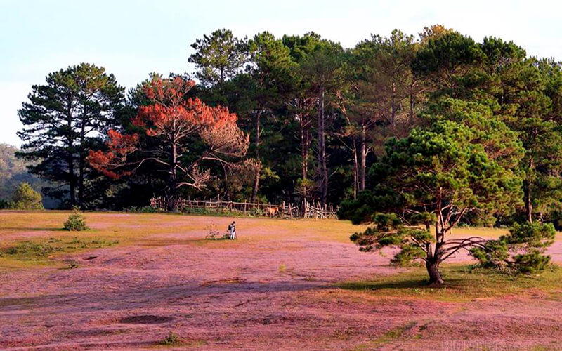 Ảnh thảo nguyên đẹp ở Đà lạt Ảnh thảo nguyên đẹp ở Đà lạt