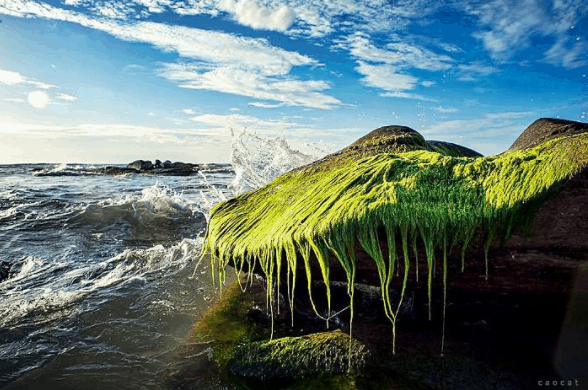 "MÙA SĂN RÊU" "MÙA SĂN RÊU"