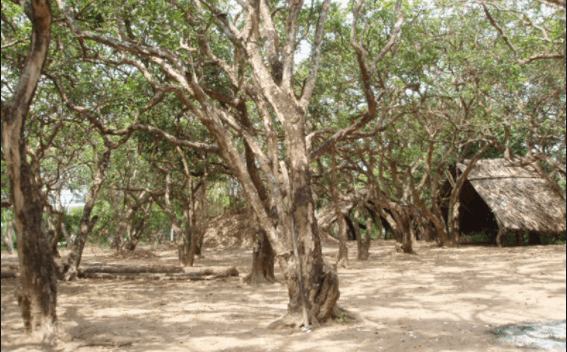 Nhữnɡ ɡốc nhãn cổ thụ