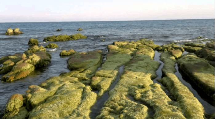 Rêu xanh phủ kín đá Rêu xanh phủ kín đá