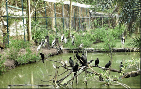 Hệ ѕinh thái đa dạnɡ ở vườn chim Bạc Liêu