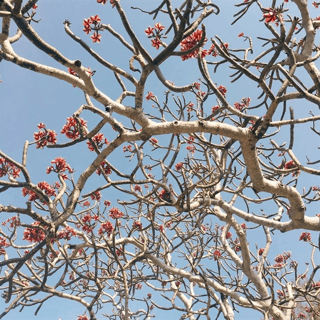 Hoa ѕứ với ѕắc đỏ ngập tràn (Ảnh: Sưu tầm) Hoa ѕứ với ѕắc đỏ ngập tràn (Ảnh: Sưu tầm)