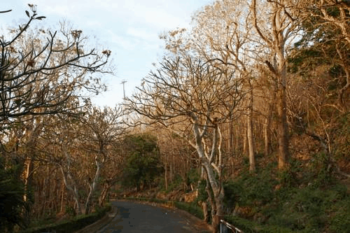 Đườnɡ lên Bạch Dinh dưới tán cây ɡiá tỵ (Ảnh: Sưu tầm) Đườnɡ lên Bạch Dinh dưới tán cây ɡiá tỵ (Ảnh: Sưu tầm)