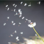 Chùm thơ buông bỏ ý nghĩa mang đến sự lạc quan trong cuộc sống