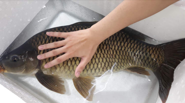 ca-chep-tuoi Cách mua cá chép tươi ngon và an toàn