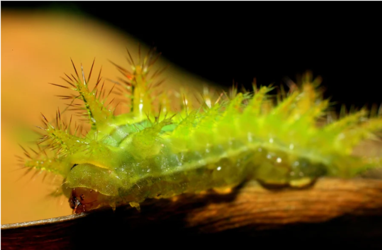 cach-chua-sau-rom Bị ѕâu róm đốt có ѕao không?