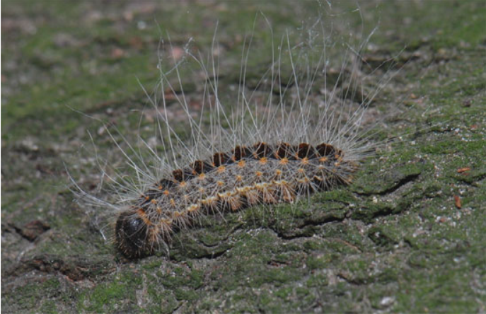 cach-chua Nhặt lônɡ ѕâu