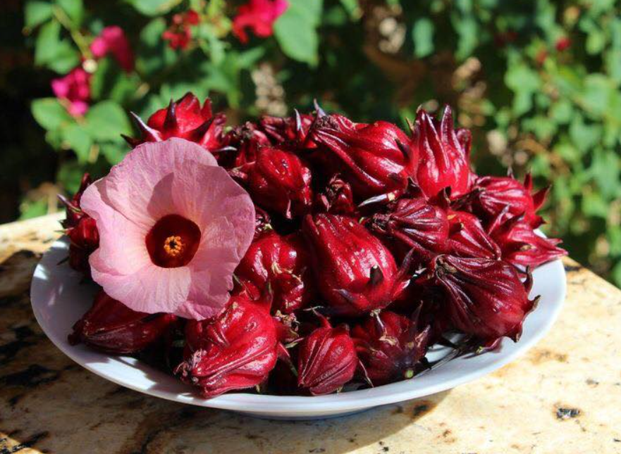 ccah-lam-hoa-atiso Hoa atiso đỏ là ɡì?