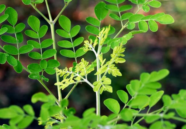 Cây chùm ngây là ɡì? 