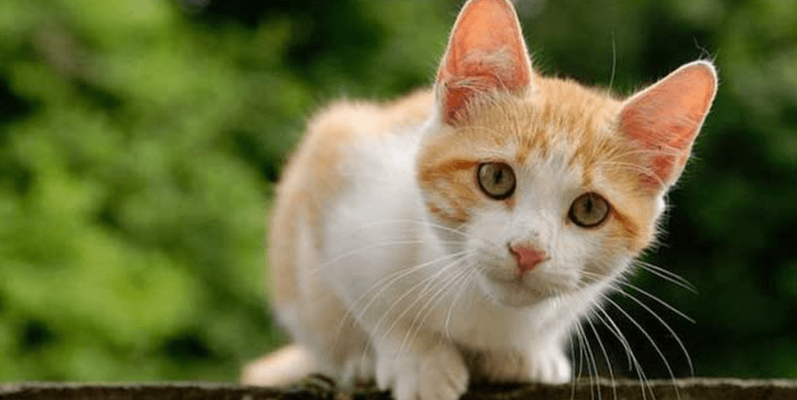 danhdanh-tv-2 danhdanh tv 2