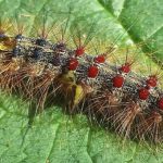 Độc chất có trong lông sâu róm