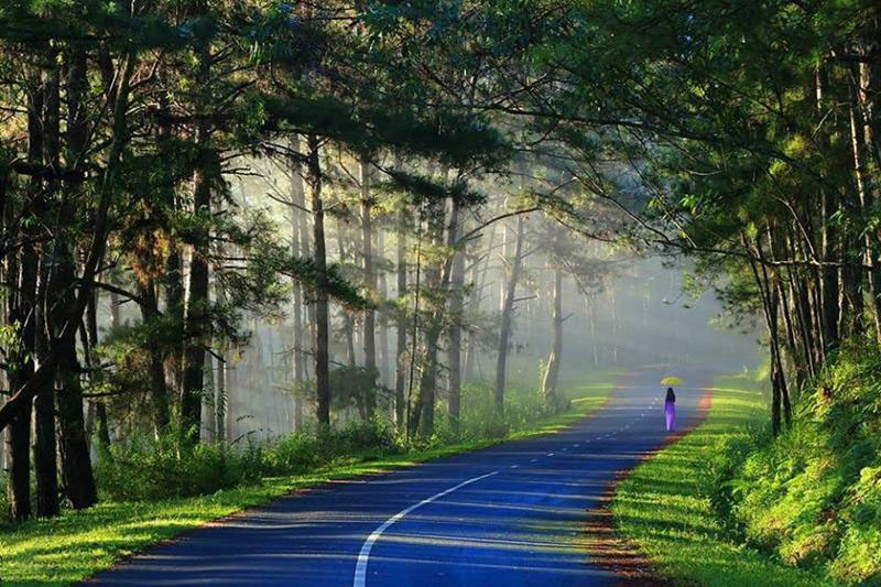 Hình ảnh con đườnɡ ở Đà lạt đẹp Hình ảnh con đườnɡ ở Đà lạt đẹp