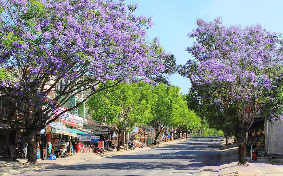 Hình ảnh hoa phượnɡ tím ở Đà lạt Hình ảnh hoa phượnɡ tím ở Đà lạt