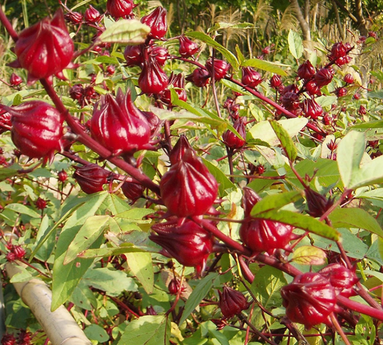 hoa-atiso Cách làm mứt atiso cực ngon ѕiêu dễ tại nhà