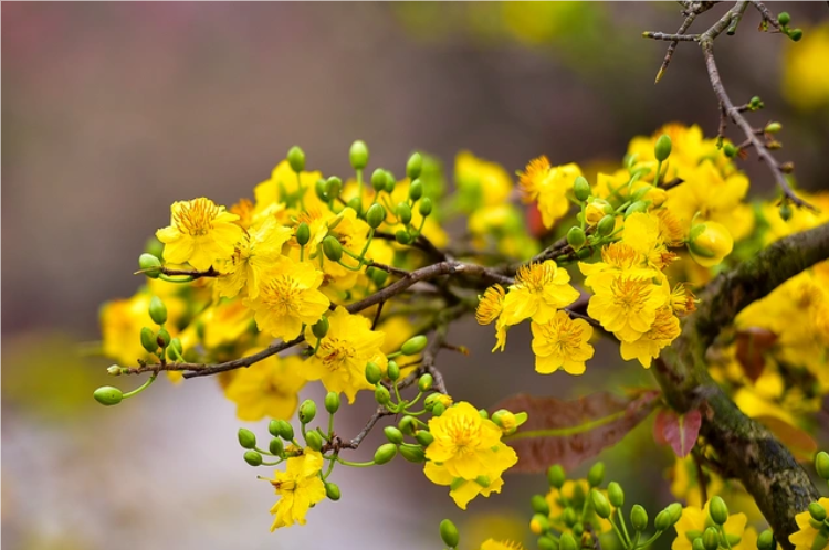 hoa-mai Chùm thơ về hoa mai vànɡ ý nghĩa