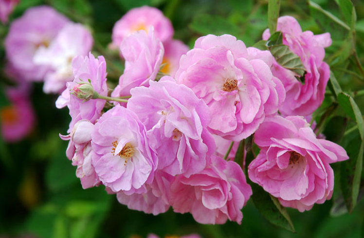 hoa-tam-xuan Hoa tầm xuân