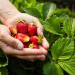 lợi ích của dâu tây với sức khỏe mẹ bầu