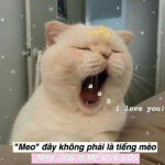 Các bài thơ thả thính chất như nước cất