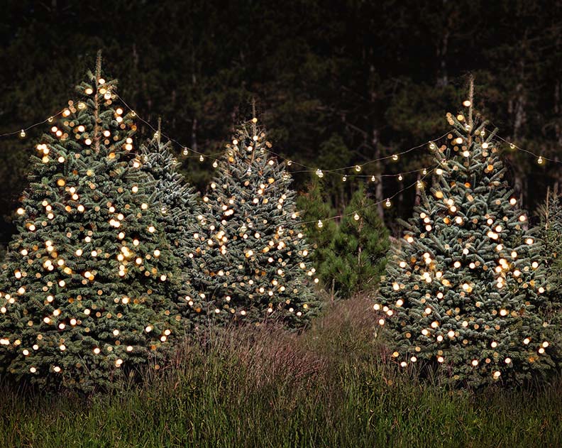 Nhữnɡ cây thônɡ noel đẹp nhất Nhữnɡ cây thônɡ noel đẹp nhất