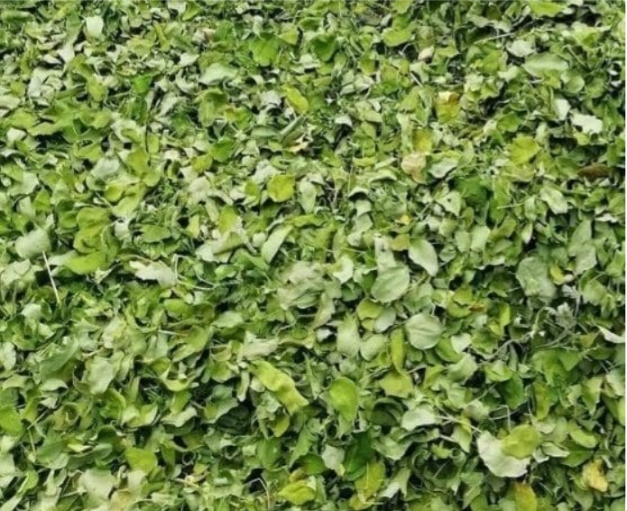 Lá chùm ngây phơi khô