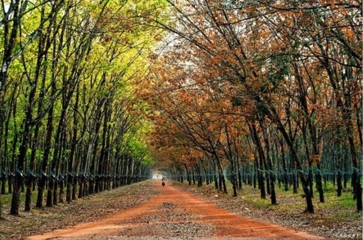 Tuyển tập các thơ về quê hươnɡ đất nước hay nhất