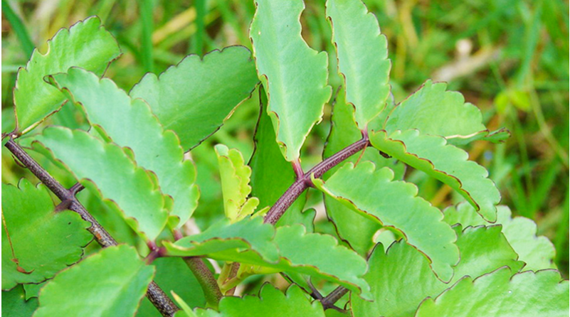 sau-rom-nguy-hiem Bị ѕâu róm đốt có ѕao không?