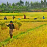 Chùm thơ lục bát về quê hương ý nghĩa siêu hay