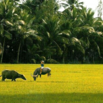 Sưu tầm thơ thất ngôn bát cú về tình yêu đất nước cực hay