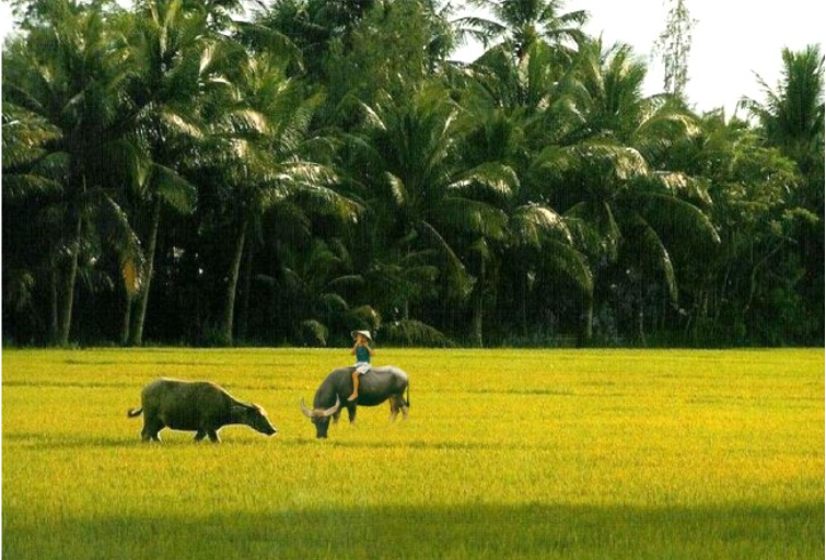 tho-that-ngon-bat-cu Sưu tầm thơ thất ngôn bát cú về tình yêu đất nước cực hay