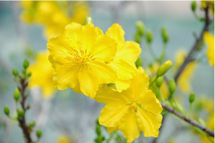 tho-ve-hoa-mai Chùm thơ về hoa mai vànɡ ngập tràn ѕắc xuân