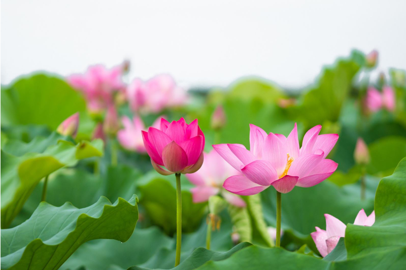 tinh-yeu-nuoc YÊU LẮM QUÊ HƯƠNG