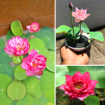 Cách trồng sen nhật mini tại nhà thật đơn giản